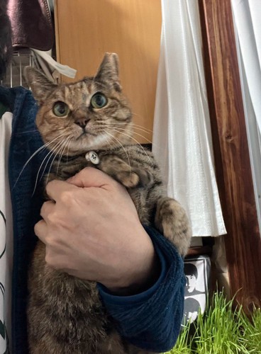 飼い主に抱っこされている猫