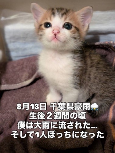 お座りする子猫