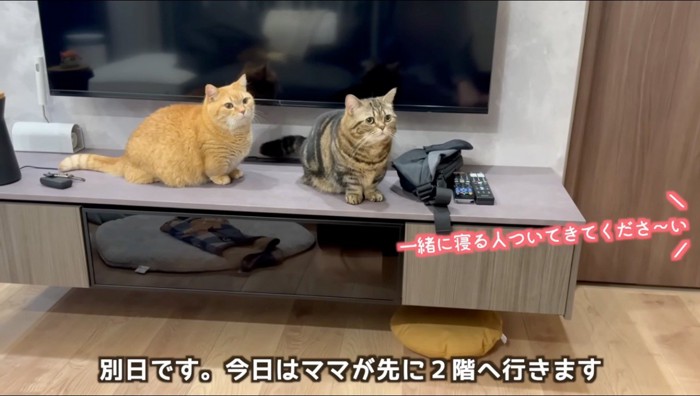 女性に呼ばれて女性の方を見る2頭の猫