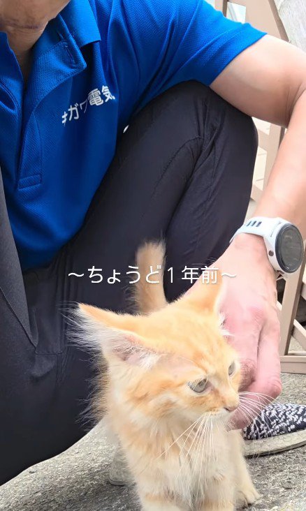 なでられる子猫
