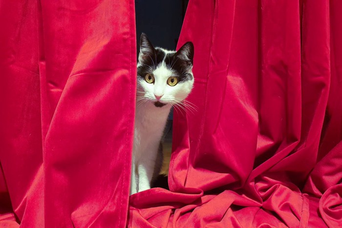 舞台裏からのぞく猫