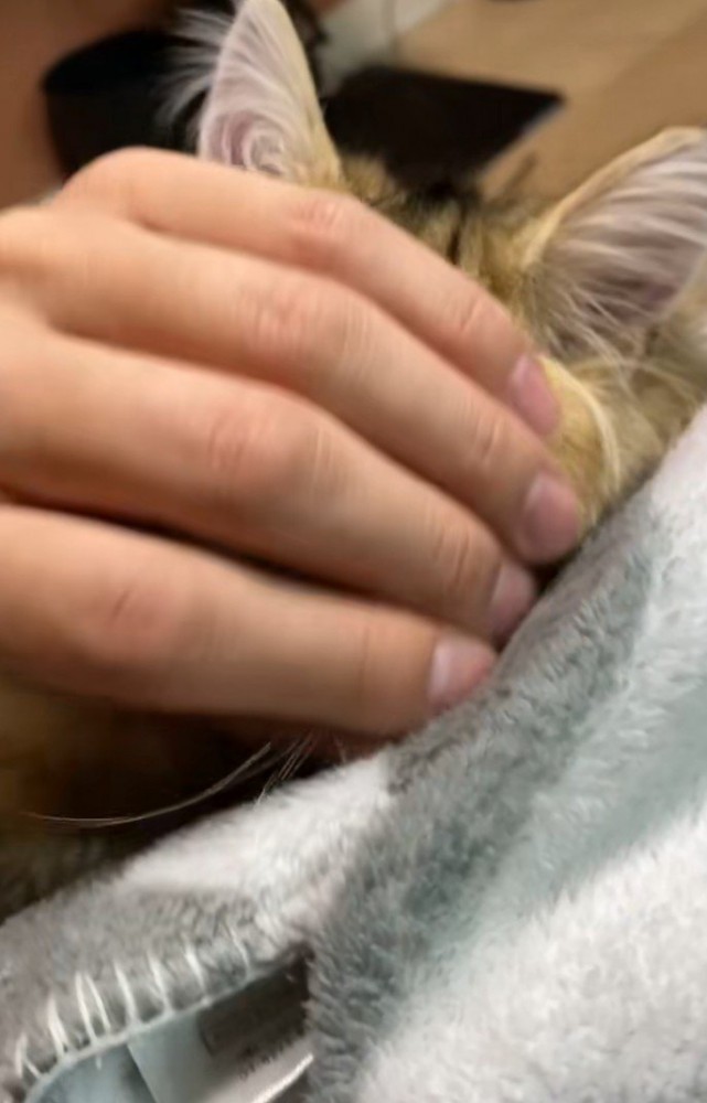 顔を撫でられる猫2