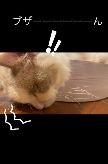 床に顔をつけて寝ている猫