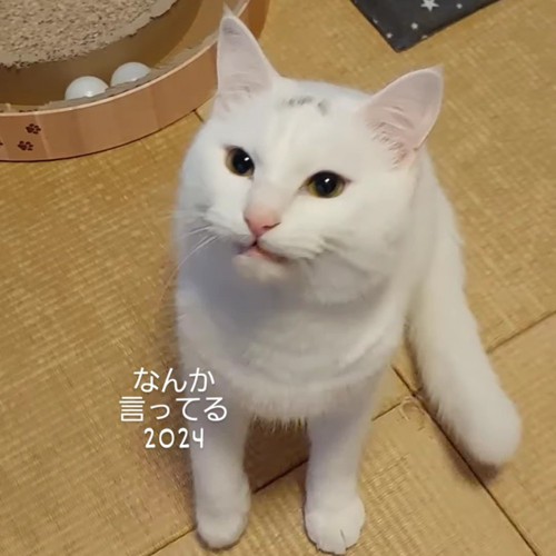 おすわりする猫