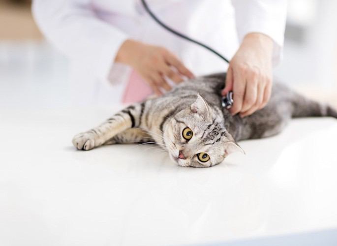 聴診器をあてられる猫