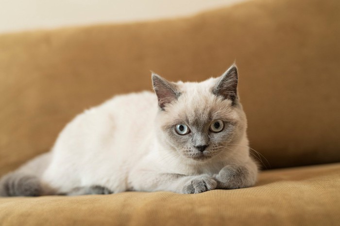 半香箱座りの子猫