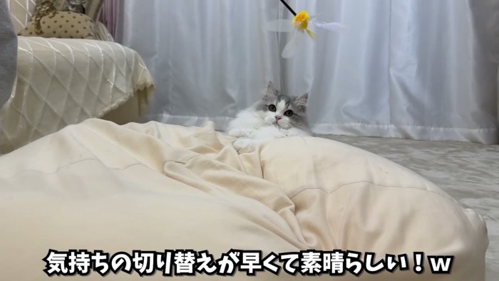 じゃらしで遊ぶしろちゃん