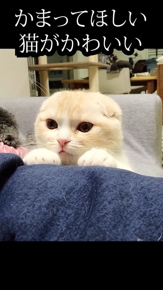 飼い主の脚に手を置く猫