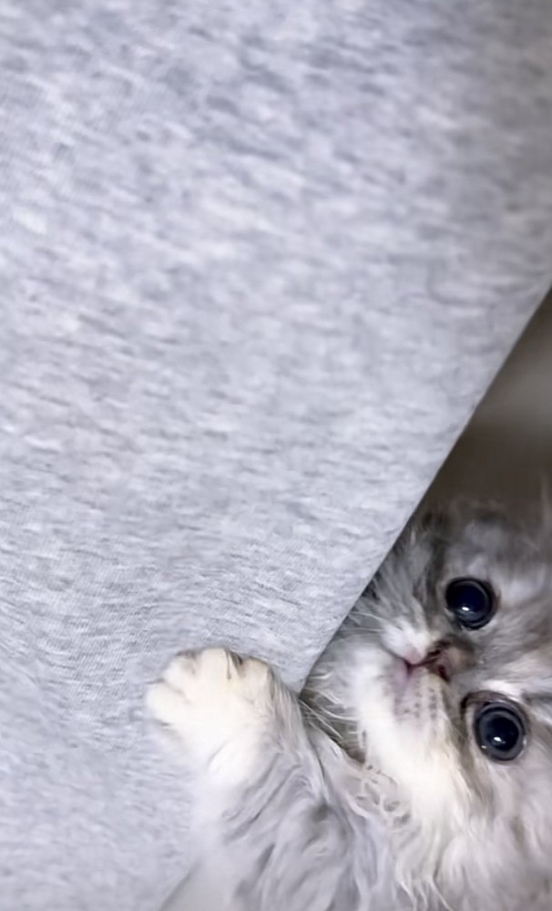 しがみつく猫の写真1