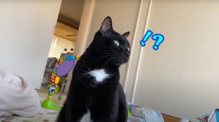 黒猫