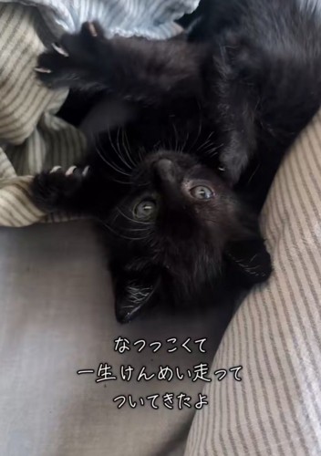 布団の上で寝転がる黒猫