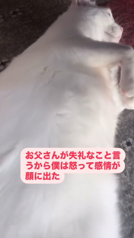 床に寝そべって遠くを見つめる猫