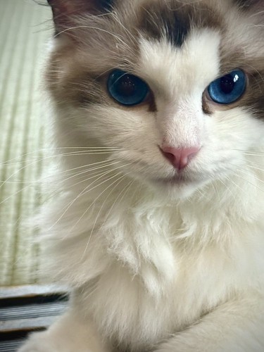 猫の顔