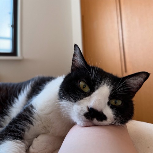 眠っている飼い主の腕に顔を乗せる白黒猫