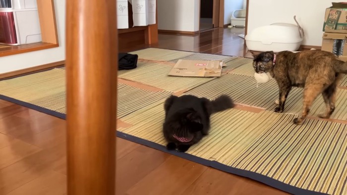 見るサビ猫と見られる黒猫