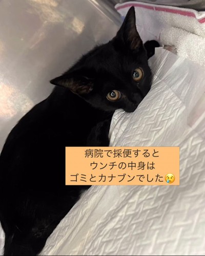 入院室で静かにしている子猫