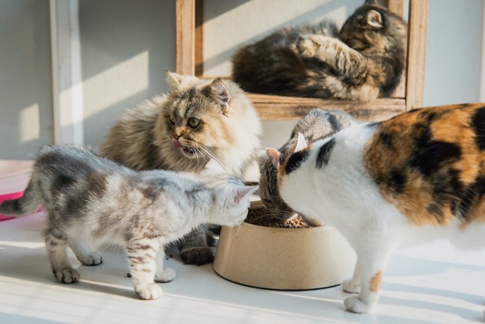 一つの器でご飯を食べるたくさんの猫