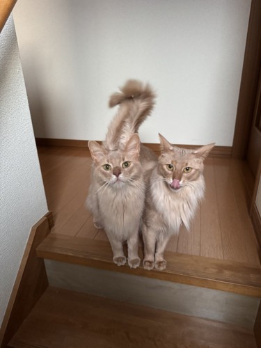 しっぽを揃えて立ちふさがる2匹のソマリ