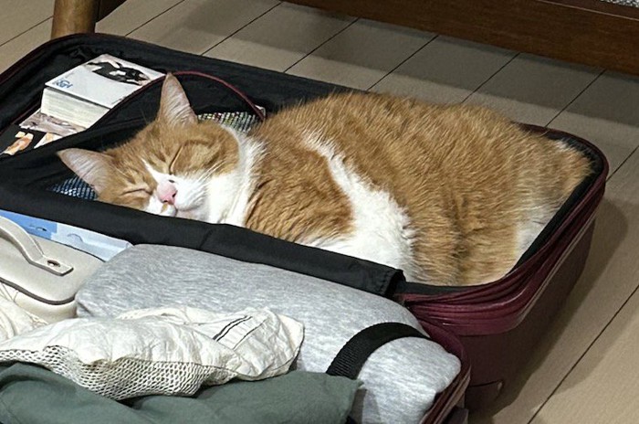 スーツケースの中で眠る茶白猫