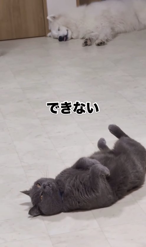 寝転がる猫と犬