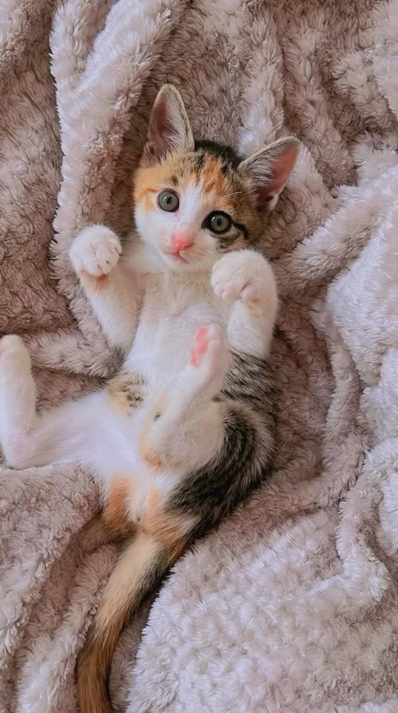 毛布の上で寝転がる子猫