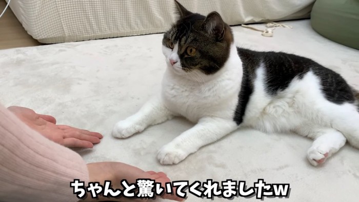 寝そべる猫