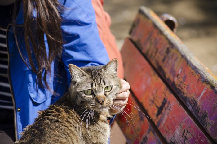 髭を撫でられる猫