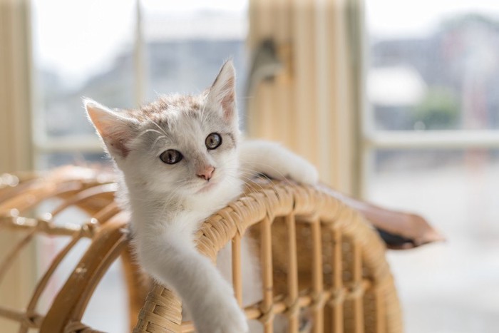 ドヤ顔の子猫