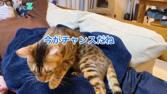 下りようとする猫