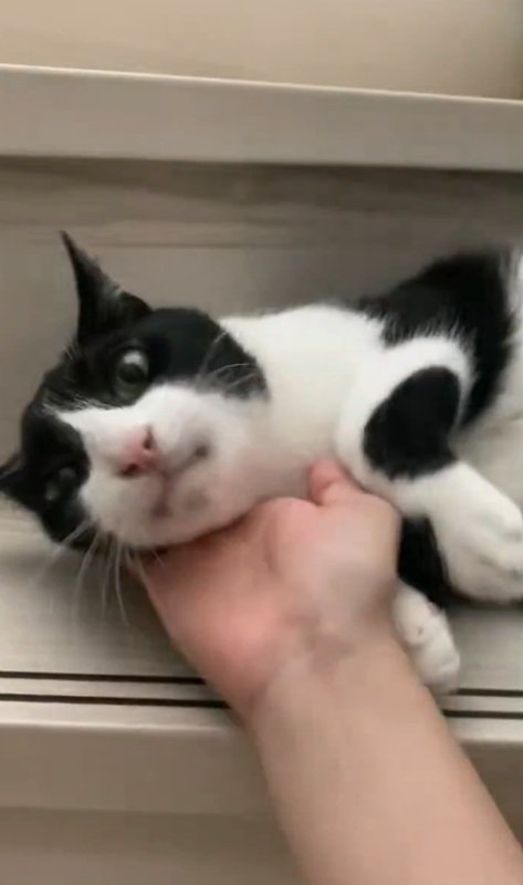 カメラ目線の猫