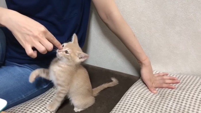 飼い主さんに鼻をなでられるひのきちゃん