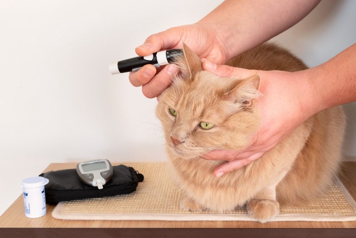 血糖値を測られている猫