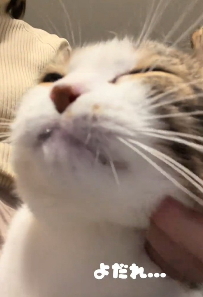 よだれを垂らす猫