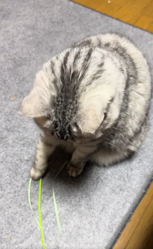 下を向いて右前足で猫じゃらしに触れている猫