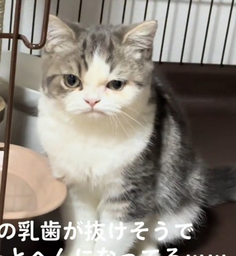 歯が気になるぐるくん