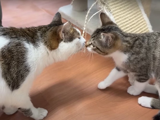 鼻ツンする猫たち