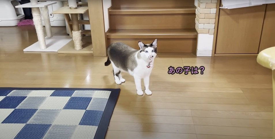 こちらを見る猫