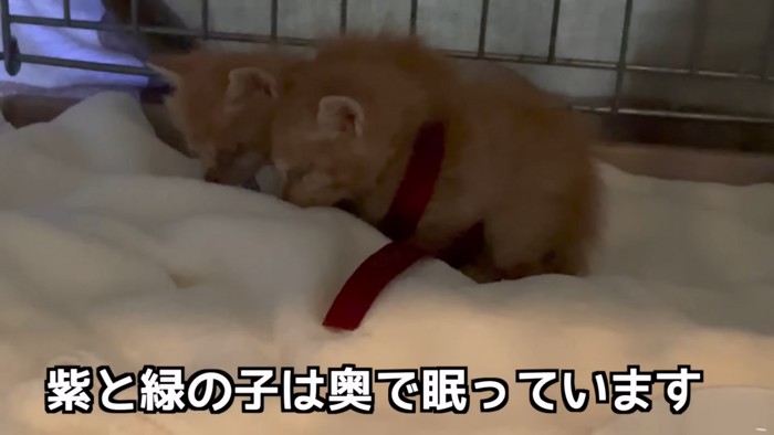 寝ている2匹の子猫