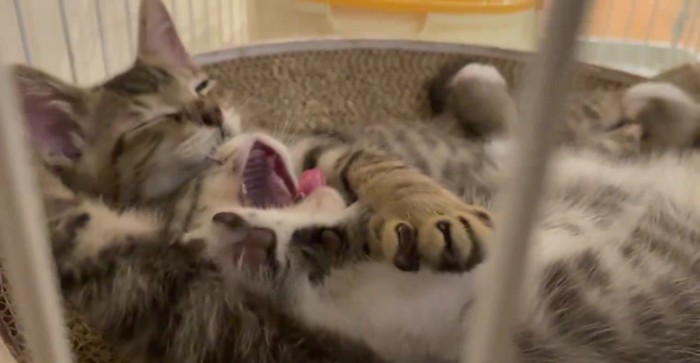 あくびをする子猫