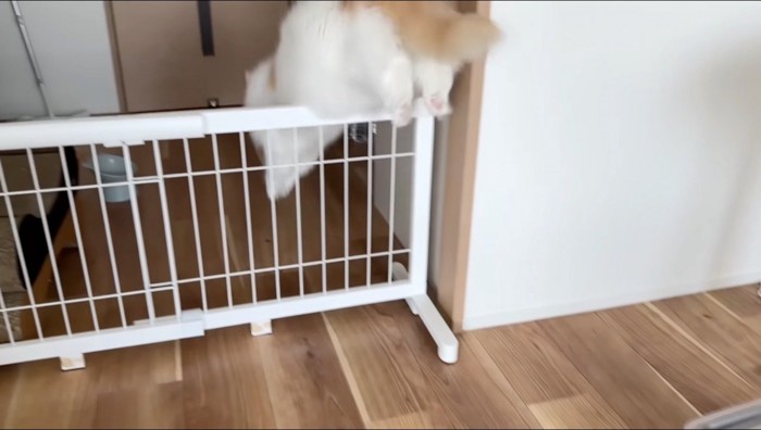 部屋の仕切りの柵を飛び越える猫