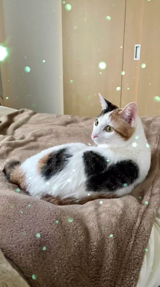 毛布の上で寝転がる猫