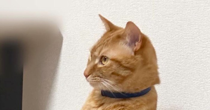 椅子の上にいた猫