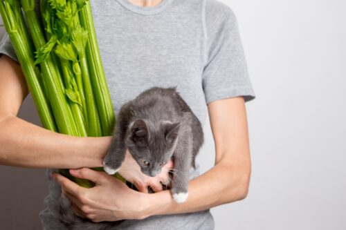 猫とセロリを抱える人