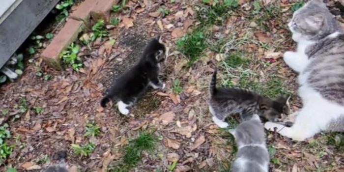 屋外に子猫と母猫