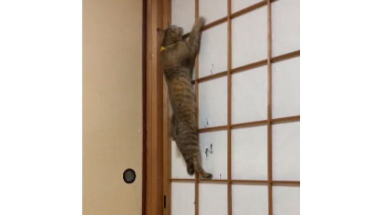 猫と障子