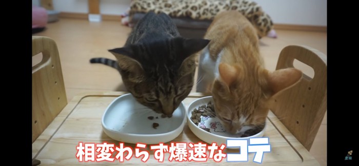 ほぼ完食