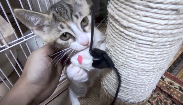 おもちゃで一緒に遊ぶ飼い主さん