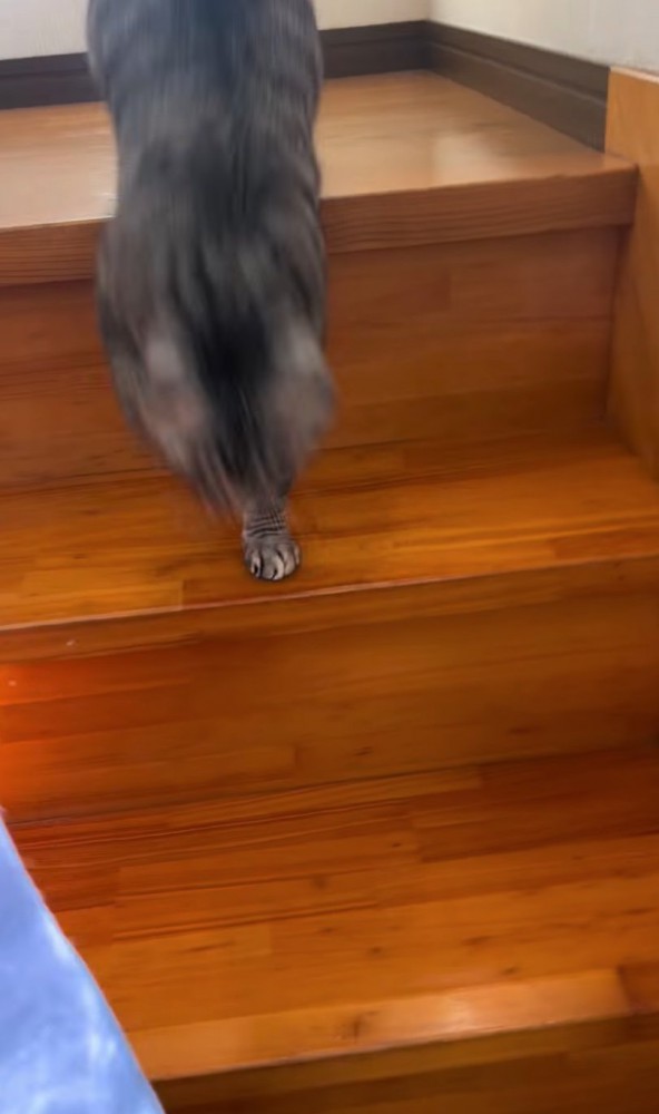 階段を降りる猫