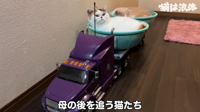 ラジコントレーラーに乗る猫