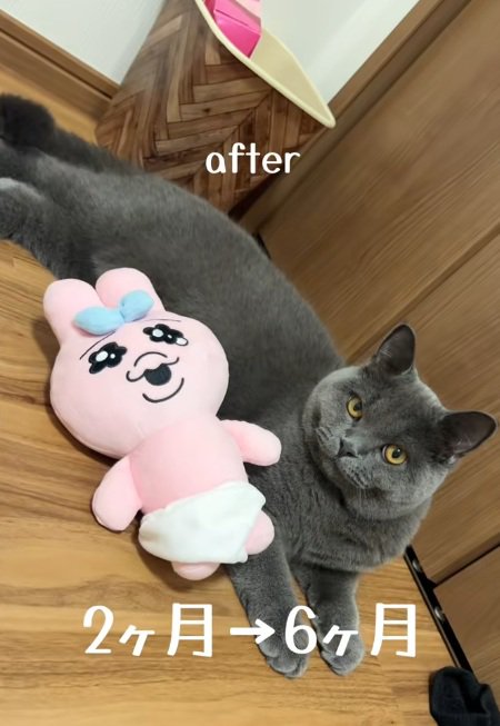 ぬいぐるみの隣にいるブリティッシュショートヘア